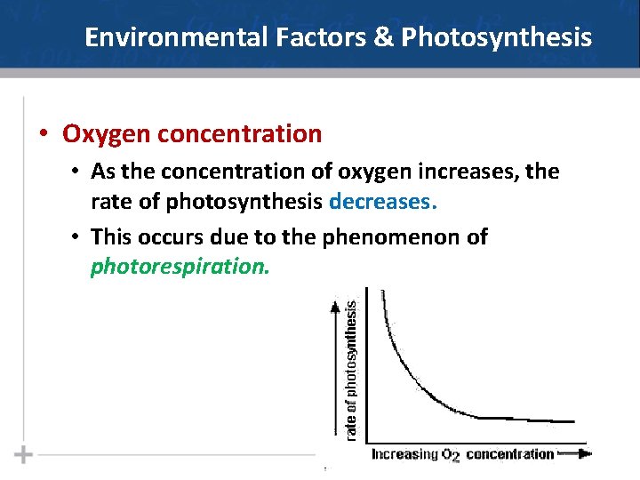 Environmental Factors & Photosynthesis • Oxygen concentration • As the concentration of oxygen increases,