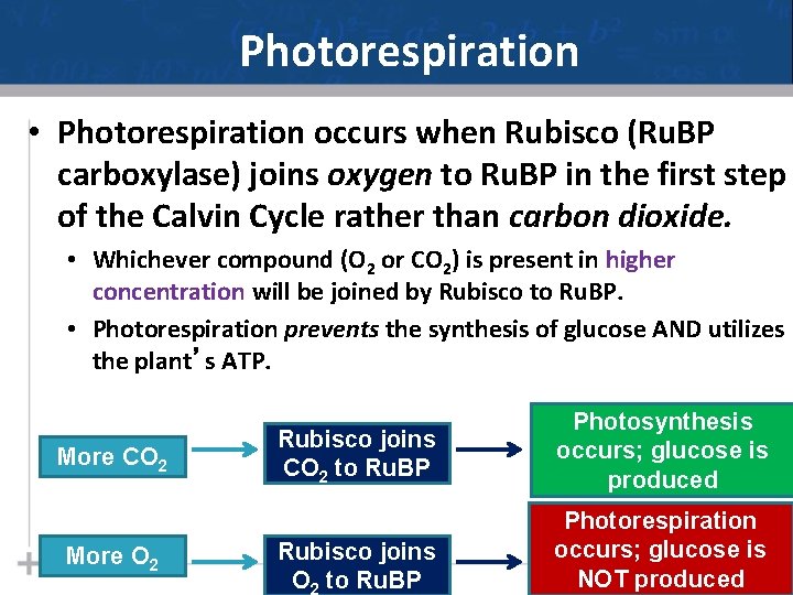 Photorespiration • Photorespiration occurs when Rubisco (Ru. BP carboxylase) joins oxygen to Ru. BP