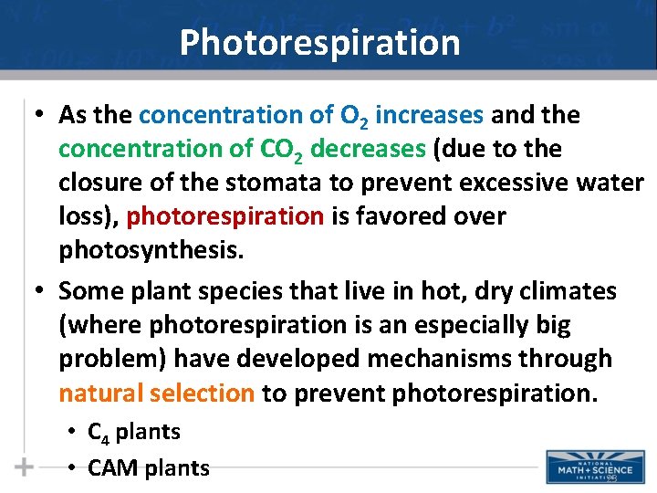 Photorespiration • As the concentration of O 2 increases and the concentration of CO