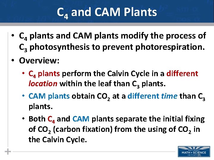 C 4 and CAM Plants • C 4 plants and CAM plants modify the