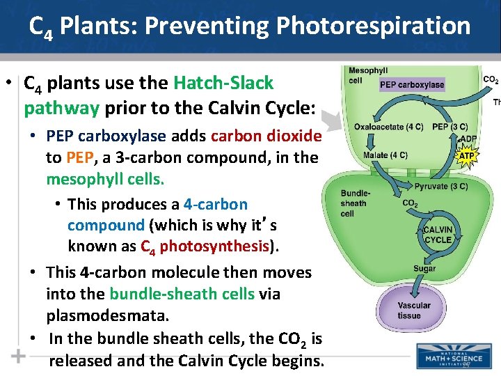 C 4 Plants: Preventing Photorespiration • C 4 plants use the Hatch-Slack pathway prior