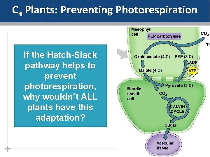 C 4 Plants: Preventing Photorespiration If the Hatch-Slack pathway helps to prevent photorespiration, why