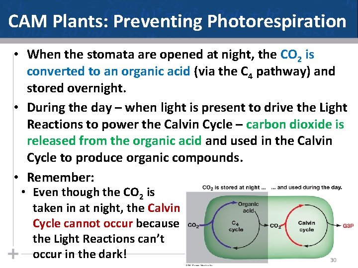 CAM Plants: Preventing Photorespiration • When the stomata are opened at night, the CO