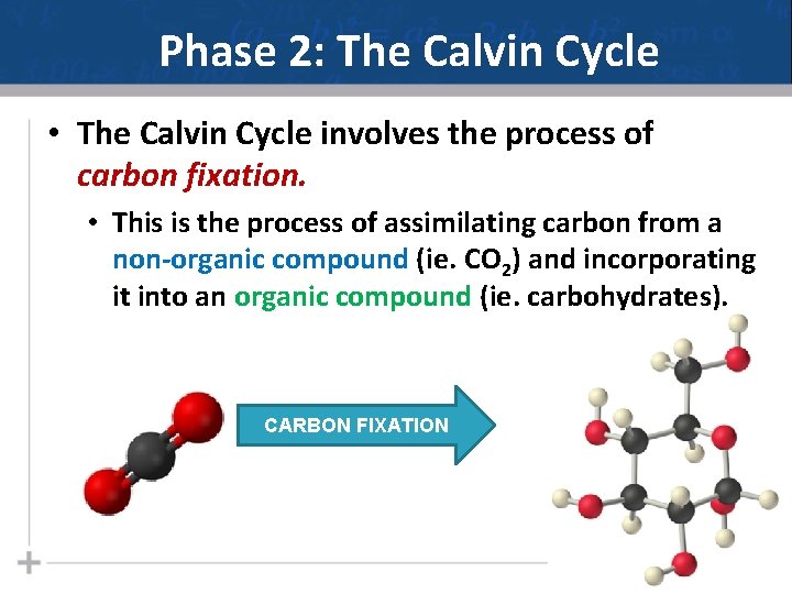 Phase 2: The Calvin Cycle • The Calvin Cycle involves the process of carbon