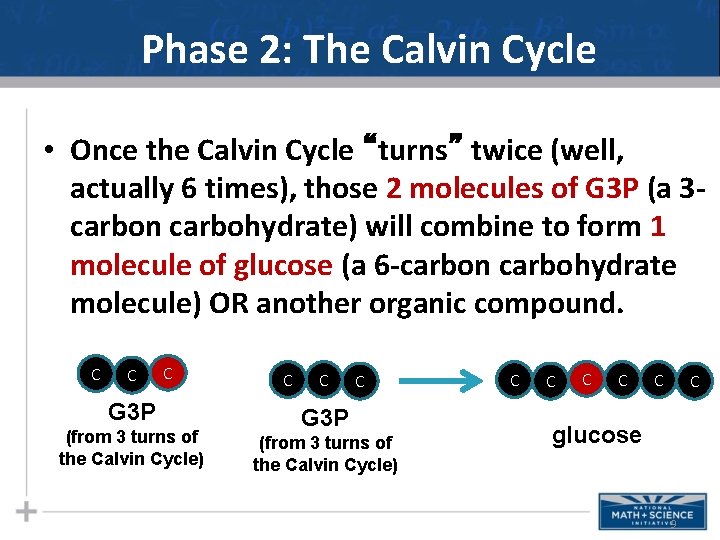 Phase 2: The Calvin Cycle • Once the Calvin Cycle “turns” twice (well, actually