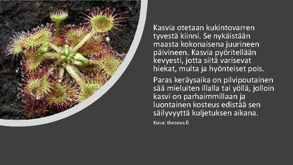 Kasvia otetaan kukintovarren tyvestä kiinni. Se nykäistään maasta kokonaisena juurineen päivineen. Kasvia pyöritellään kevyesti,