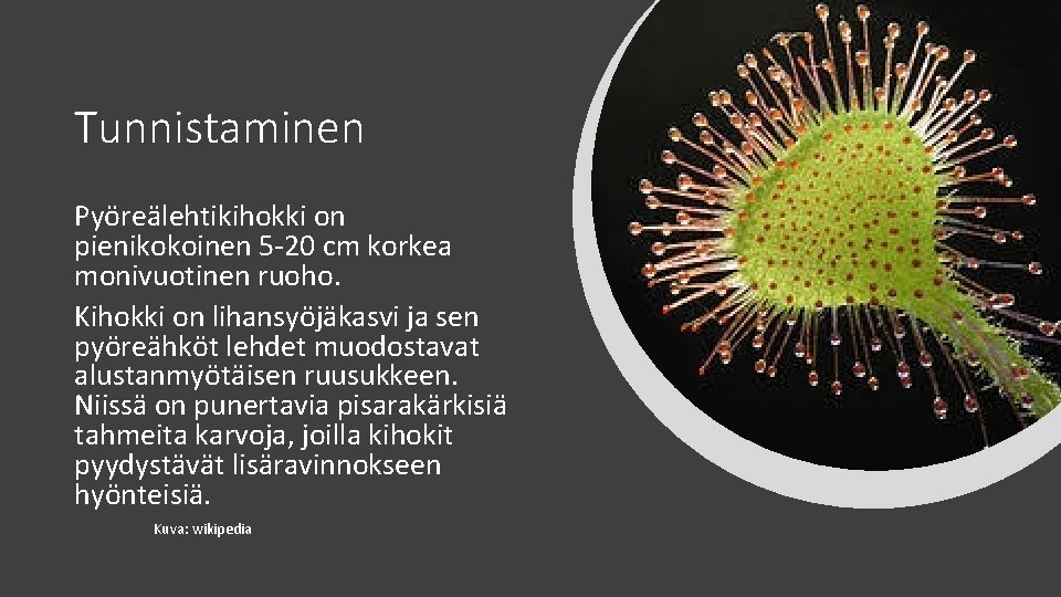 Tunnistaminen Pyöreälehtikihokki on pienikokoinen 5 -20 cm korkea monivuotinen ruoho. Kihokki on lihansyöjäkasvi ja