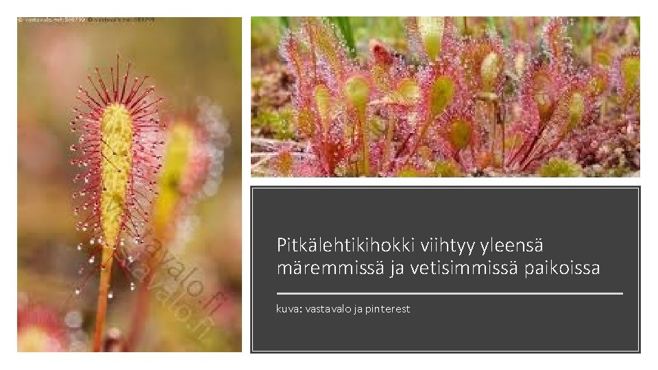 Pitkälehtikihokki viihtyy yleensä märemmissä ja vetisimmissä paikoissa kuva: vastavalo ja pinterest 