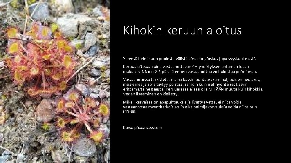 Kihokin keruun aloitus Yleensä heinäkuun puolesta välistä aina elo-, joskus jopa syyskuulle asti. Keruualoitetaan