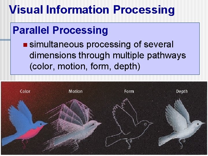 Visual Information Processing Parallel Processing n simultaneous processing of several dimensions through multiple pathways