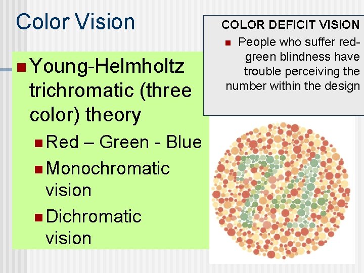 Color Vision n Young-Helmholtz trichromatic (three color) theory n Red – Green - Blue