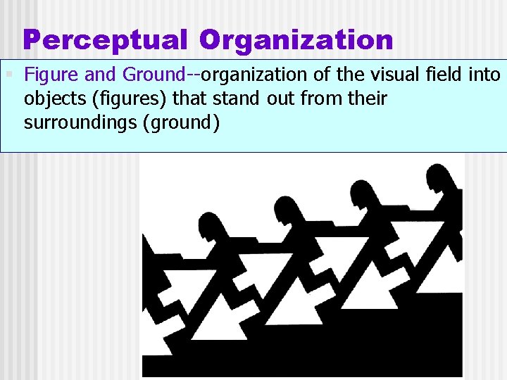 Perceptual Organization § Figure and Ground--organization of the visual field into objects (figures) that
