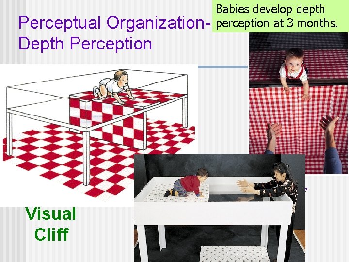 Perceptual Organization. Depth Perception Babies develop depth perception at 3 months. Visual Cliff 