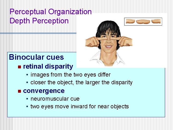 Perceptual Organization Depth Perception Binocular cues n retinal disparity • images from the two