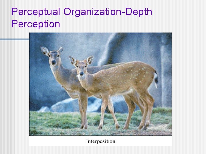 Perceptual Organization-Depth Perception 