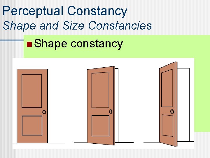Perceptual Constancy Shape and Size Constancies n Shape constancy 
