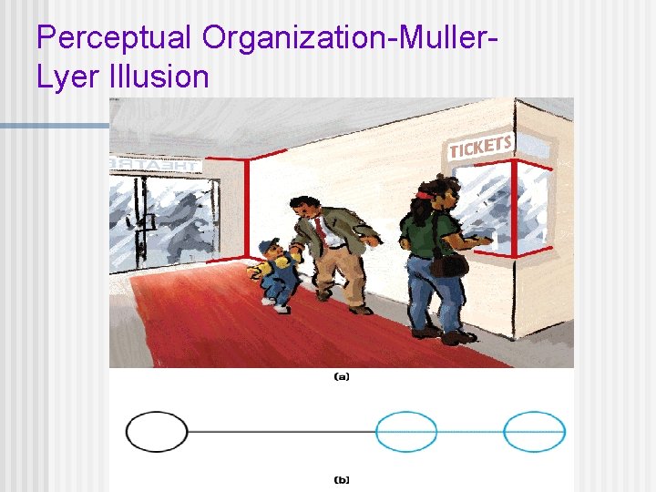 Perceptual Organization-Muller. Lyer Illusion 
