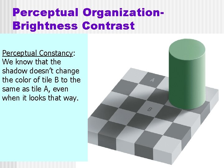 Perceptual Organization. Brightness Contrast Perceptual Constancy: We know that the shadow doesn’t change the