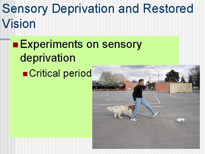 Sensory Deprivation and Restored Vision n Experiments on sensory deprivation n Critical period 