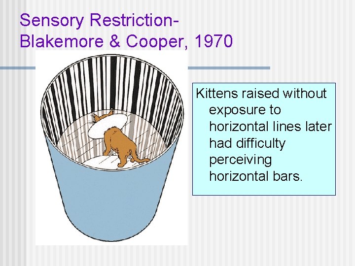 Sensory Restriction. Blakemore & Cooper, 1970 Kittens raised without exposure to horizontal lines later