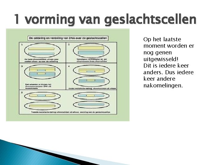 1 vorming van geslachtscellen Op het laatste moment worden er nog genen uitgewisseld! Dit