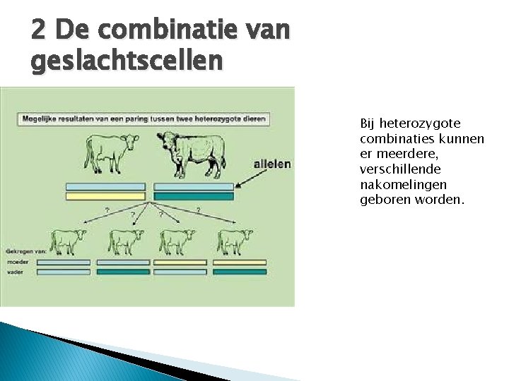2 De combinatie van geslachtscellen Bij heterozygote combinaties kunnen er meerdere, verschillende nakomelingen geboren