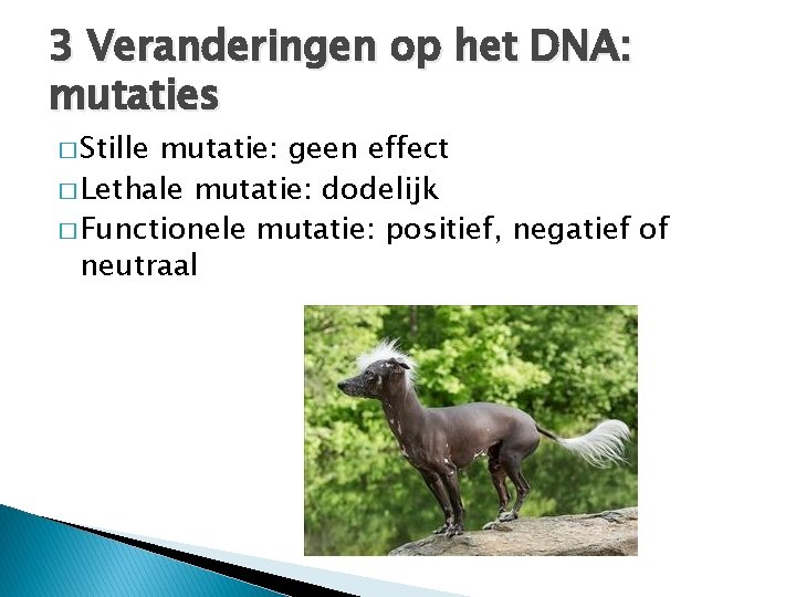3 Veranderingen op het DNA: mutaties � Stille mutatie: geen effect � Lethale mutatie: