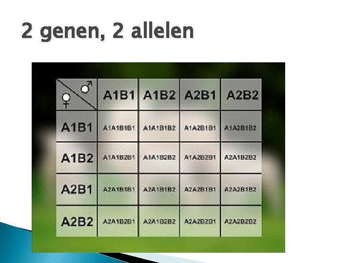 2 genen, 2 allelen 