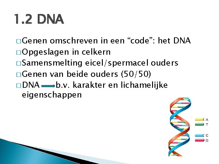 1. 2 DNA � Genen omschreven in een “code”: het DNA � Opgeslagen in