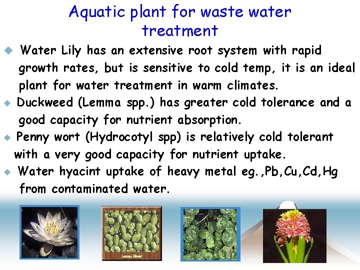 Aquatic plant for waste water treatment Water Lily has an extensive root system with