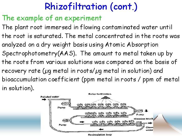 Rhizofiltration (cont. ) The example of an experiment The plant root immersed in flowing