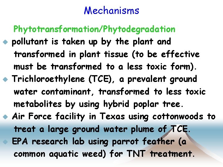 Mechanisms u u Phytotransformation/Phytodegradation pollutant is taken up by the plant and transformed in