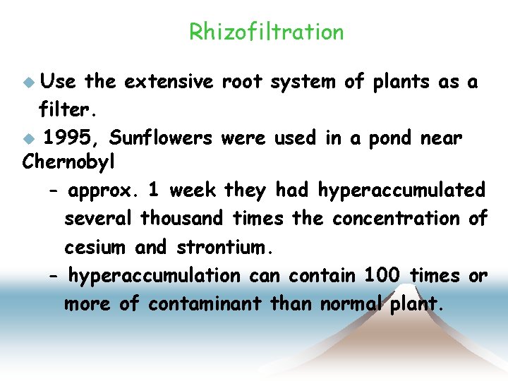Rhizofiltration Use the extensive root system of plants as a filter. u 1995, Sunflowers