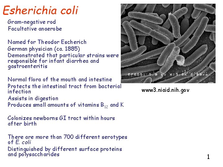 Esherichia coli Gram-negative rod Facultative anaerobe Named for Theodor Escherich German physician (ca. 1885)
