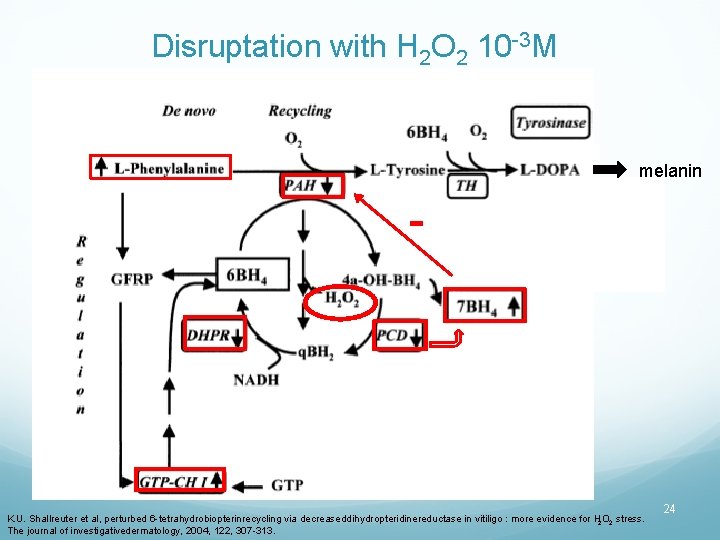 Disruptation with H 2 O 2 10 -3 M melanin K. U. Shallreuter et
