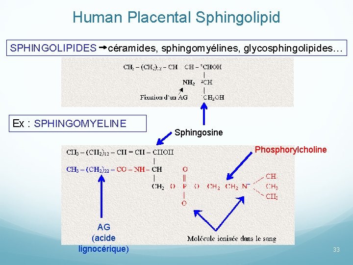 Human Placental Sphingolipid SPHINGOLIPIDES céramides, sphingomyélines, glycosphingolipides… Ex : SPHINGOMYELINE Sphingosine Phosphorylcholine AG (acide