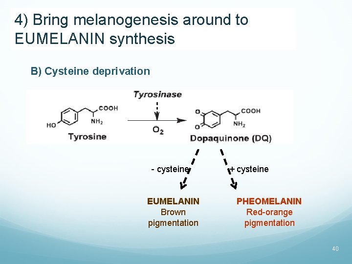4) Bring melanogenesis around to EUMELANIN synthesis B) Cysteine deprivation - cysteine EUMELANIN Brown