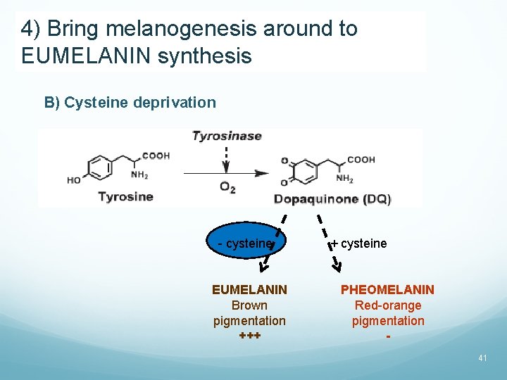 4) Bring melanogenesis around to EUMELANIN synthesis B) Cysteine deprivation - cysteine EUMELANIN Brown