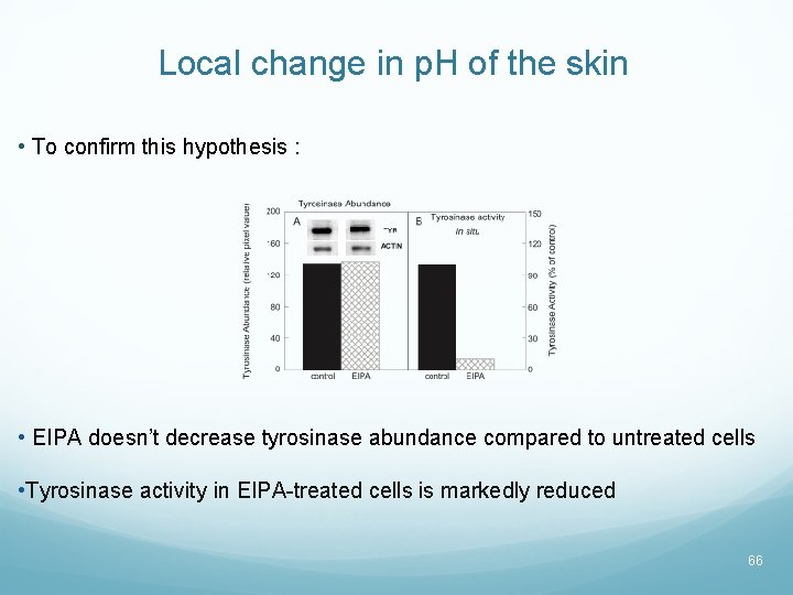 Local change in p. H of the skin • To confirm this hypothesis :