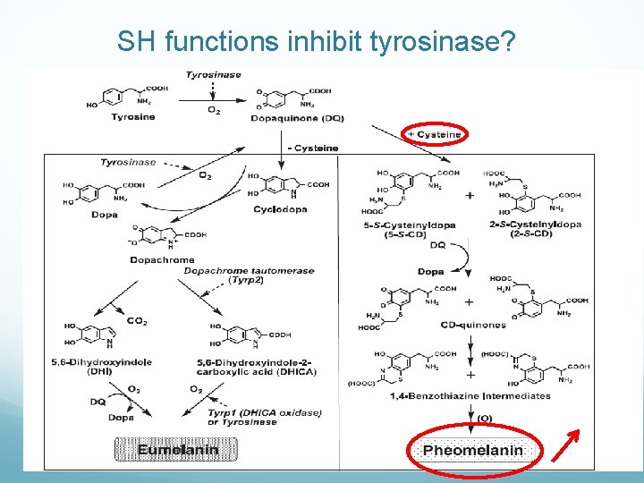 SH functions inhibit tyrosinase? 67 