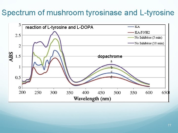 Spectrum of mushroom tyrosinase and L-tyrosine reaction of L-tyrosine and L-DOPA dopachrome 77 