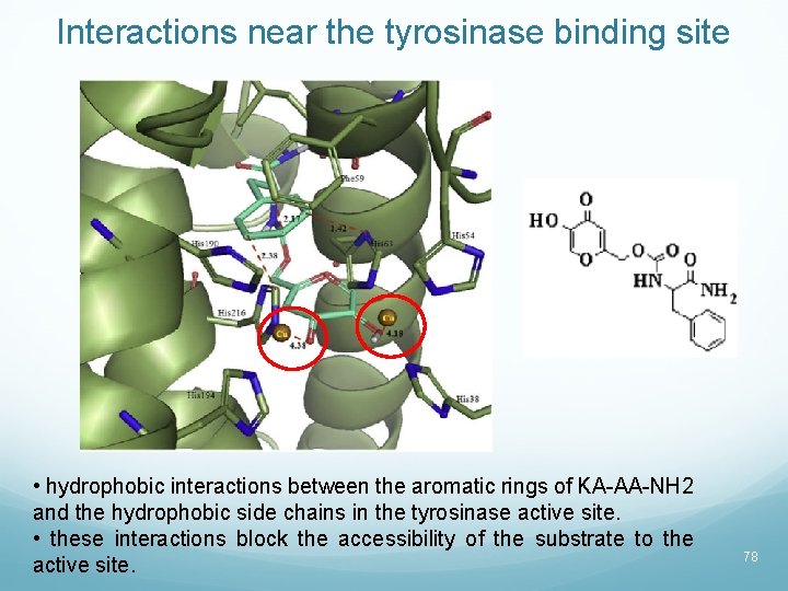 Interactions near the tyrosinase binding site • hydrophobic interactions between the aromatic rings of