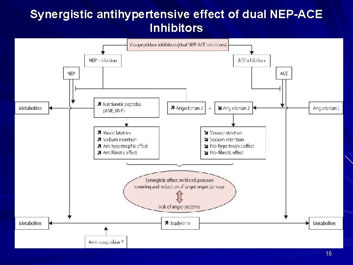 Synergistic antihypertensive effect of dual NEP-ACE Inhibitors 16 