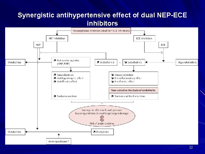 Synergistic antihypertensive effect of dual NEP-ECE inhibitors 22 