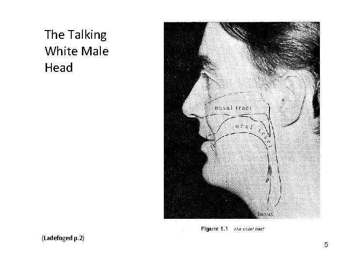 The Talking White Male Head (Ladefoged p. 2) 5 