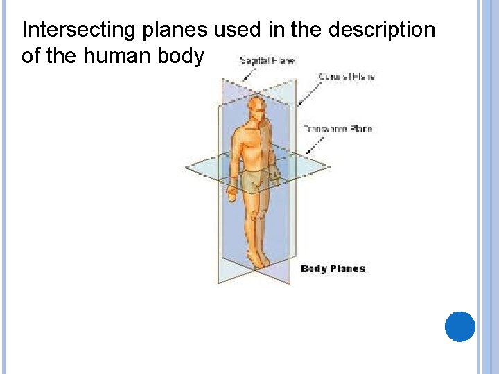 Intersecting planes used in the description of the human body 