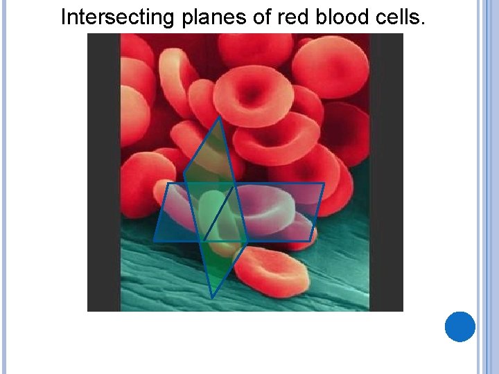 Intersecting planes of red blood cells. 