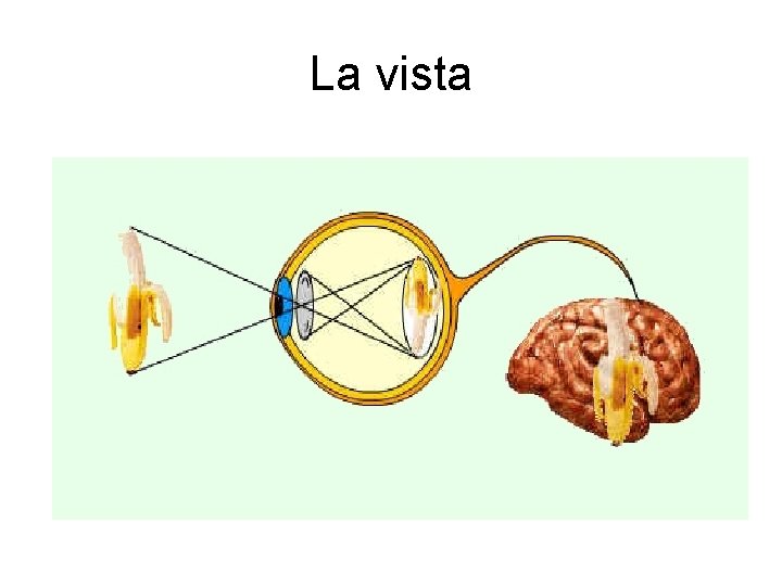 La vista 