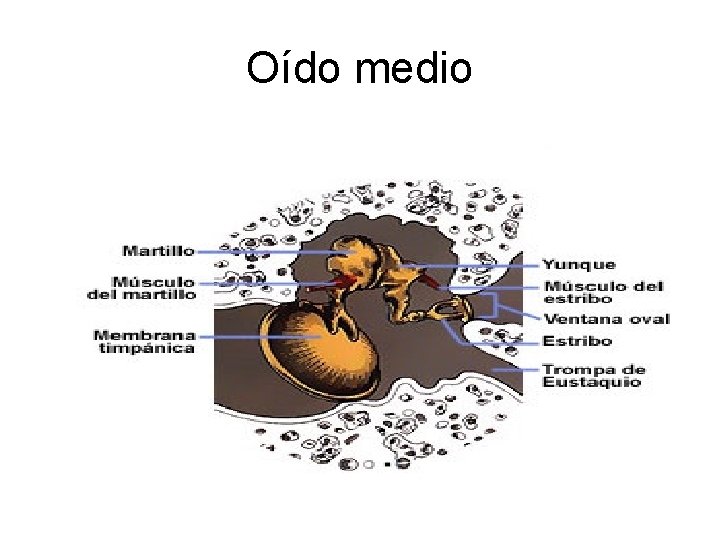 Oído medio 