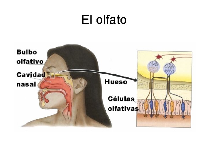 El olfato 